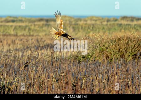 Marsh Harrier in Flight over Titchwell Marsh Stock Photo
