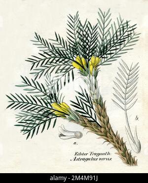 tragacanth, gum tragacanth milkvetch Astragalus gummifer,  (botany book, 1850), Astragalus gummifer, Traganthpflanze Stock Photo