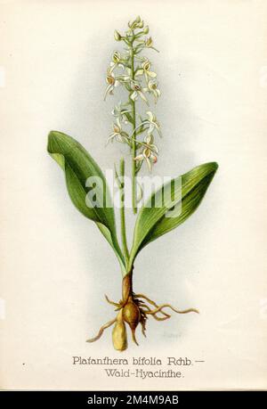 lesser butterfly-orchid Platanthera bifolia,  (botany book, 1922), Zweiblättrige Waldhyazinthe Stock Photo