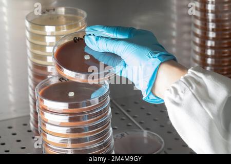 Scientist working in aseptic environment while handling Petri dishes by stacking them under sterile hood, human health scientific research concept Stock Photo