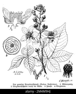 blackberry, Rubus fruticosus, C. Hummel u. A. Lütke n.d.N. (botany book, 1888), Brombeere, vignette: mûre, mûre sauvage. ou parfois mûron Stock Photo