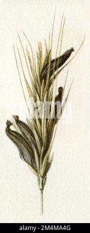 ergot fungus on rye ear Claviceps purpurea Syn. Secale cornutum,  (encyclopedia, 1888), Mutterkorn an Roggenähre Stock Photo