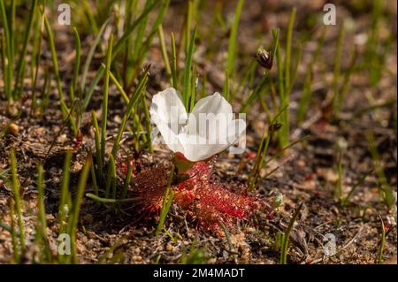 The extremely rare white flowered form of Drosera acaulis in natural habitat in the Western Cape of South Africa Stock Photo