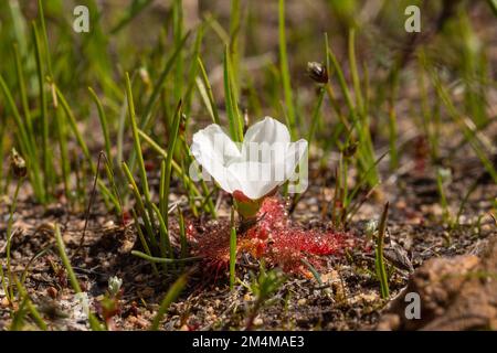 The extremely rare white flowered form of Drosera acaulis in natural habitat in the Western Cape of South Africa Stock Photo