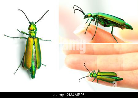 Collage of macro images of the blister beetle Lytta vesicatoria