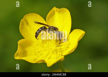 Natural closeup on the large scissor bee, Chelostoma florisomne, in it's host plant a yellow buttercup flower , Ranunculus acris Stock Photo