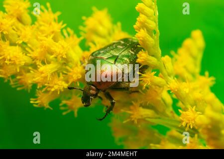 Copper chafer, Protaetia cuprea on blooming canadian goldenrod, Solidago canadensis. Copyspace in the photo. Stock Photo