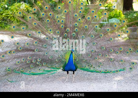 Male peacock during the courtship rite in which he makes the wheel with wings. Sfargianti and fake eyes to attract the attention of the female Stock Photo
