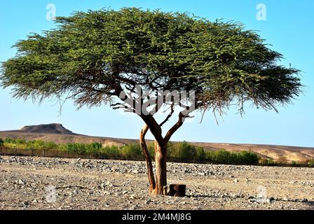 alone tree stands in an African Field Stock Photo