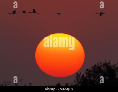 (221222) -- NANCHANG, Dec. 22, 2022 (Xinhua) -- White cranes fly over Nanchang Five Stars Siberian Cranes Sanctuary by the Poyang Lake in Nanchang, east China's Jiangxi Province, Dec. 21, 2022. Poyang Lake, the country's largest freshwater lake, is an important wintering spot for migratory birds. In Nanchang Five Stars Siberian Cranes Sanctuary by the Poyang Lake, which has been affected by drought this year, bird lovers have rented a lotus pond, where migratory birds have been attracted for food each year, to provide enough food for the migratory birds in winter. (Xinhua/Wan Xiang) Stock Photo