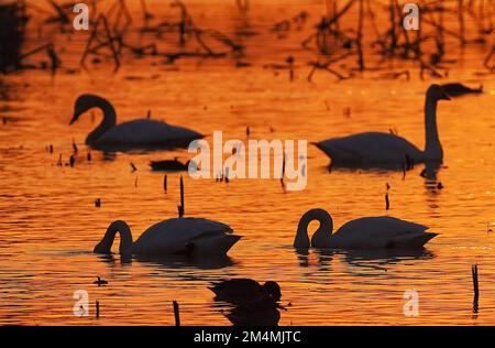 (221222) -- NANCHANG, Dec. 22, 2022 (Xinhua) -- Migratory birds rest at Nanchang Five Stars Siberian Cranes Sanctuary by the Poyang Lake in Nanchang, east China's Jiangxi Province, Dec. 21, 2022. Poyang Lake, the country's largest freshwater lake, is an important wintering spot for migratory birds. In Nanchang Five Stars Siberian Cranes Sanctuary by the Poyang Lake, which has been affected by drought this year, bird lovers have rented a lotus pond, where migratory birds have been attracted for food each year, to provide enough food for the migratory birds in winter. (Xinhua/Wan Xiang) Stock Photo