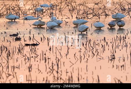 (221222) -- NANCHANG, Dec. 22, 2022 (Xinhua) -- Migratory birds rest at Nanchang Five Stars Siberian Cranes Sanctuary by the Poyang Lake in Nanchang, east China's Jiangxi Province, Dec. 21, 2022. Poyang Lake, the country's largest freshwater lake, is an important wintering spot for migratory birds. In Nanchang Five Stars Siberian Cranes Sanctuary by the Poyang Lake, which has been affected by drought this year, bird lovers have rented a lotus pond, where migratory birds have been attracted for food each year, to provide enough food for the migratory birds in winter. (Xinhua/Wan Xiang) Stock Photo