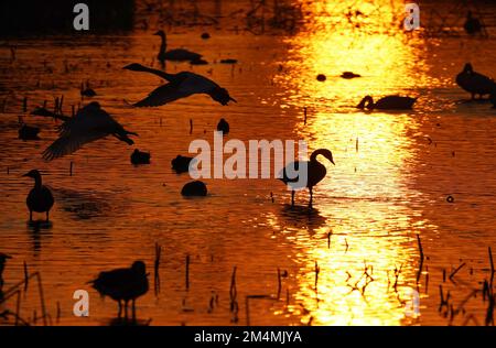 (221222) -- NANCHANG, Dec. 22, 2022 (Xinhua) -- Migratory birds rest at Nanchang Five Stars Siberian Cranes Sanctuary by the Poyang Lake in Nanchang, east China's Jiangxi Province, Dec. 21, 2022. Poyang Lake, the country's largest freshwater lake, is an important wintering spot for migratory birds. In Nanchang Five Stars Siberian Cranes Sanctuary by the Poyang Lake, which has been affected by drought this year, bird lovers have rented a lotus pond, where migratory birds have been attracted for food each year, to provide enough food for the migratory birds in winter. (Xinhua/Wan Xiang) Stock Photo