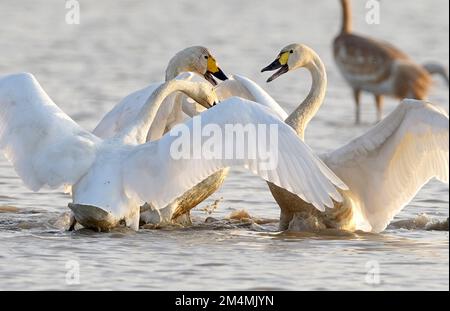 (221222) -- NANCHANG, Dec. 22, 2022 (Xinhua) -- Swans frolic at Nanchang Five Stars Siberian Cranes Sanctuary by the Poyang Lake in Nanchang, east China's Jiangxi Province, Dec. 21, 2022. Poyang Lake, the country's largest freshwater lake, is an important wintering spot for migratory birds. In Nanchang Five Stars Siberian Cranes Sanctuary by the Poyang Lake, which has been affected by drought this year, bird lovers have rented a lotus pond, where migratory birds have been attracted for food each year, to provide enough food for the migratory birds in winter. (Xinhua/Wan Xiang) Stock Photo