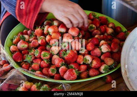 A woman chooses juicy strawberry for sale in the plastic bowl Stock Photo