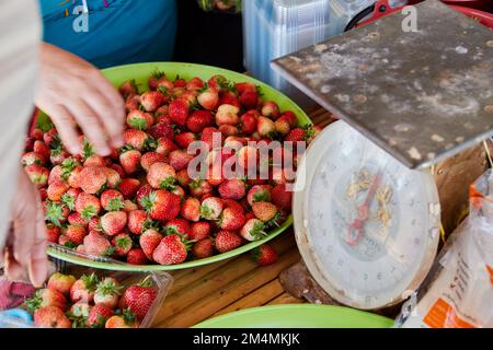 A woman chooses juicy strawberry for sale in the plastic bowl Stock Photo