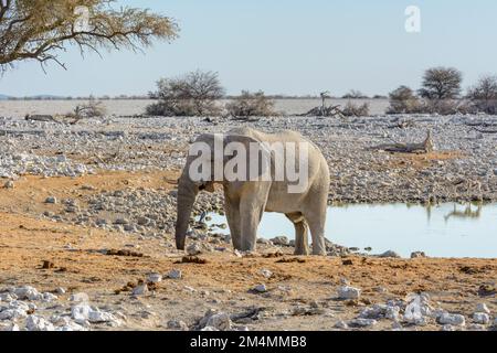 African bush elephant (Loxodonta Africana) at the Okaukuejo waterhole in Etosha National Park, Namibia, Southwest Africa Stock Photo