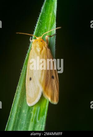 close shot of the rice yellow stem borer moth Stock Photo