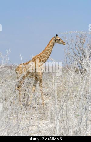 Angolan giraffe (Giraffa camelopardalis angolensis or Giraffa giraffa angolensis), aka Namibian giraffe walking in Etosha National Park, Namibia Stock Photo