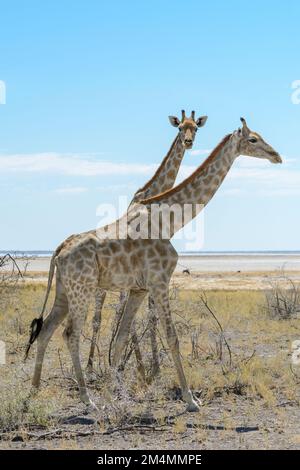 Angolan giraffes (Giraffa camelopardalis angolensis or Giraffa giraffa angolensis) walking past the salt pan in Etosha National Park, Namibia