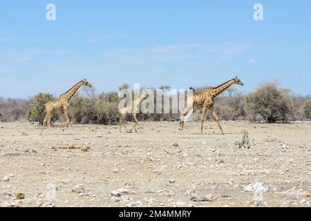 Angolan giraffes (Giraffa camelopardalis angolensis or Giraffa giraffa angolensis), aka Namibian giraffe, Etosha National Park, Namibia Stock Photo