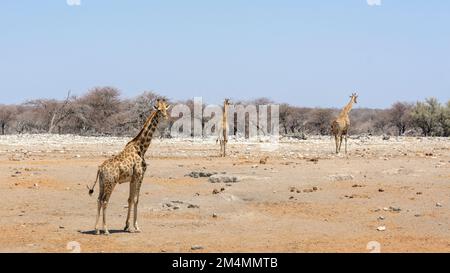Angolan giraffes (Giraffa camelopardalis angolensis or Giraffa giraffa angolensis), aka Namibian giraffe in Etosha National Park, Namibia Stock Photo