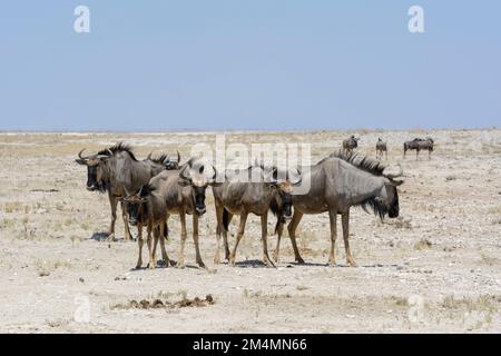 Herd of Blue Wildebeest (Connochaetes taurinus) with a young calf in Etosha National Park, Namibia, Southwest Africa Stock Photo