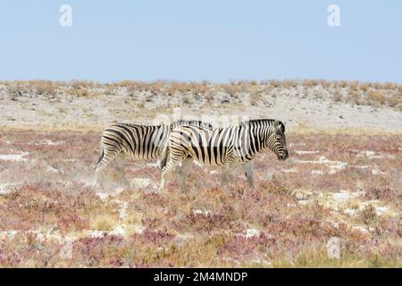 Two Burchell's zebras (Equus quagga burchellii) walking in Etosha National Park, Namibia. Aka bontequagga and Damaraland zebra Stock Photo