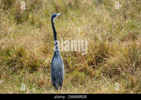 The dimorphic egret (Egretta dimorpha) is a species of heron in the family Ardeidae. It is found in Comoros, Kenya, Madagascar, Mayotte, Seychelles, a Stock Photo