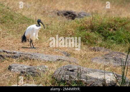 Sacred ibis (Threskiornis aethiopicus) foraging for food. The sacred ibis is a carnivorous bird that probes for small animals in wetlands, grassland a Stock Photo