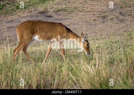 Female southern reedbuck, rietbok or common reedbuck (Redunca arundinum) is a diurnal antelope typically found in southern Africa. It was first descri Stock Photo