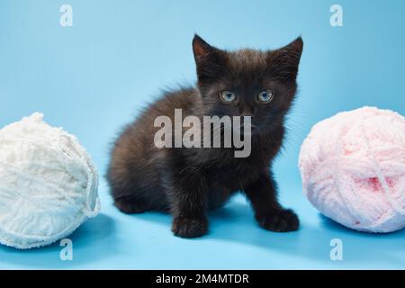 Black kitten on a blue background Stock Photo
