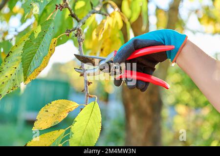 Close-up of hand with pruner cutting branch of sweet cherry tree in orchard Stock Photo