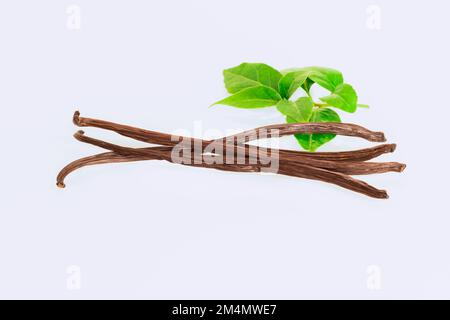 Vanilla beans on white background. Stock Photo
