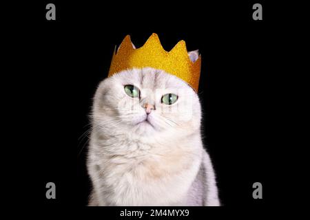 Portrait of cute white royal cat in a golden crown, on black background Stock Photo