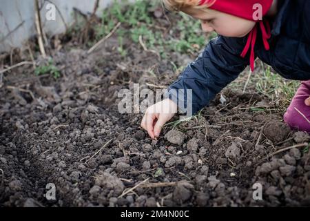 The child bent over a bed of black earth and planted organic soybean seeds in the ground. Growing vegetables in organic beds on a home farm Stock Photo