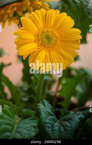 Gerbera daisy flower in the garden. Bright yellow gerbera closeup Stock Photo