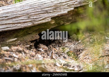 prospecting for gems and panning for gold in the bush in australia in spring Stock Photo