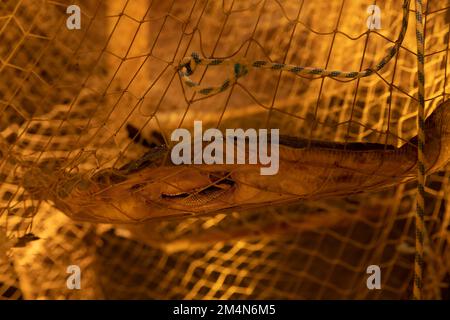stingray caught in a fishing net as an example of net fishing Stock Photo