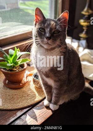 A vertical shot of an adorable white gray cat perched on a windowsill Stock Photo