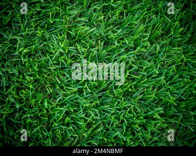 artificial green grass using for background or texture Stock Photo