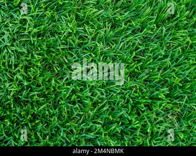 artificial green grass using for background or texture Stock Photo