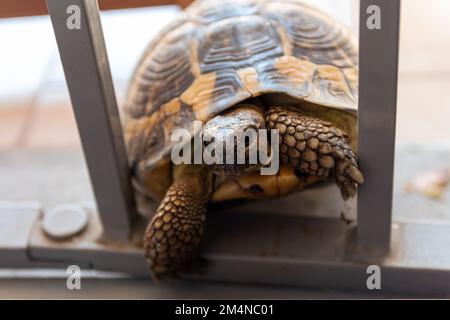 A turtle that wants to enter in the house. Nothing is impossible for a turtle. Stock Photo