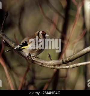 Goldfinch perched on branch Stock Photo