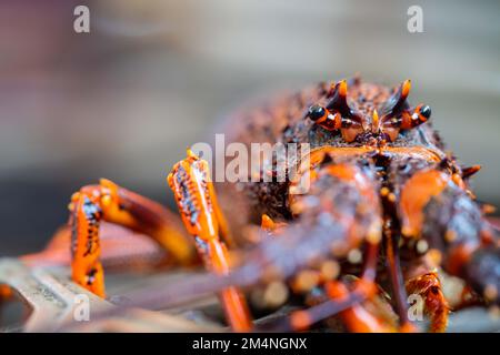 Catching live Lobster in America. Fishing crayfish in Tasmania Australia. ready for chinese new year close up Stock Photo