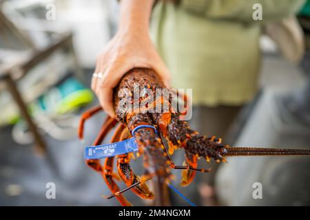 Catching live Lobster in America. Fishing crayfish in Tasmania Australia. ready for chinese new year close up Stock Photo