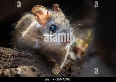 A closeup of a mouse with big eyes in rocks Stock Photo