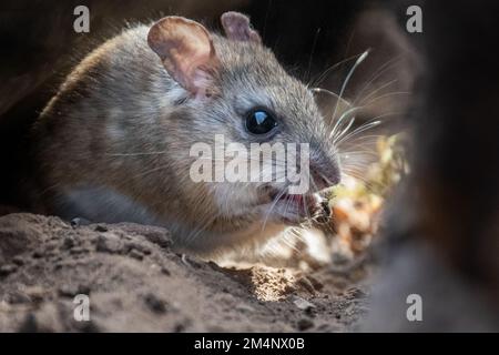 A closeup of a mouse with big eyes in rocks Stock Photo