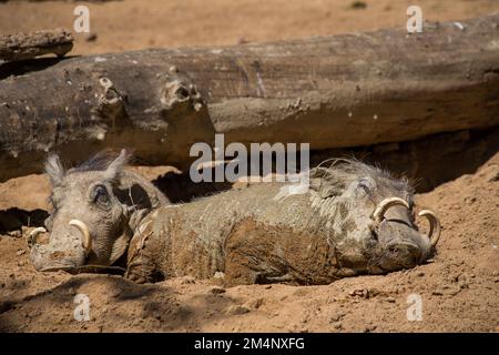 Warthog sleeping in the mud in Barcelona zoo Stock Photo