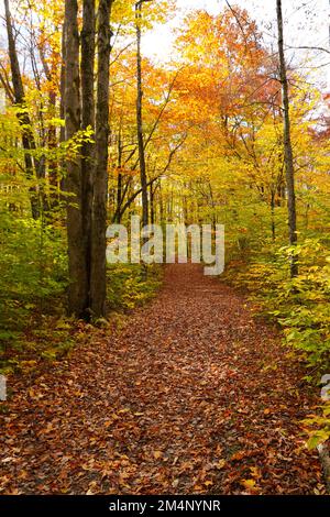 Leaf-covered hiking trail through the woods in Autumn Stock Photo